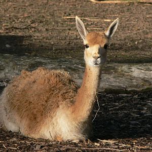 Vicuna at Blackpool Zoo, 24/12/14