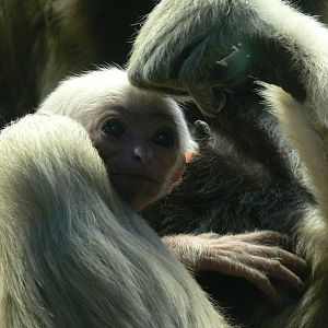 Pileated Gibbon at Blackpool Zoo, 24/12/14
