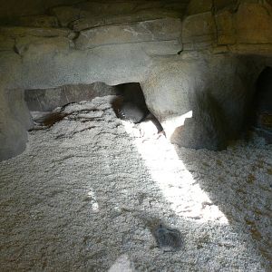 Aardvark Exhibit at Blackpool Zoo, 24/12/14