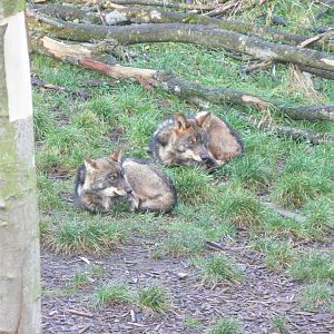 Iberian Wolves at Blackpool Zoo, 24/12/14