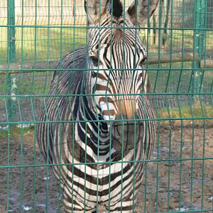 Hartmann's Mountain Zebra at Blackpool Zoo, 24/12/14
