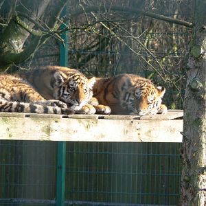 Amur Tiger Cubs at Blackpool Zoo, 24/12/14