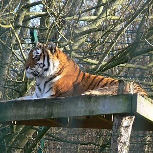 Amur Tigeress at Blackpool Zoo, 24/12/14