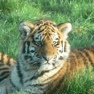 Amur Tiger Cub at Blackpool Zoo, 24/12/14