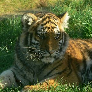 Amur Tiger Cub at Blackpool Zoo, 24/12/14