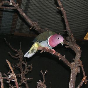 Pink-headed Fruit Dove