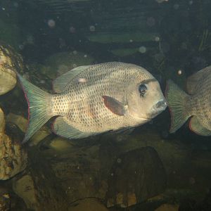 Pin Striped Damba (Paretroplus menarambo)