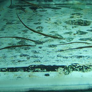 Giant Pipefish young (Doryichthys boaja)