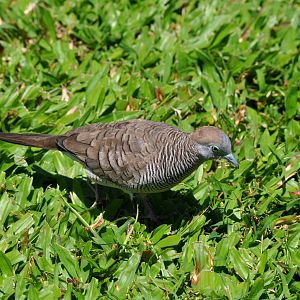 Zebra Dove - Hawaii