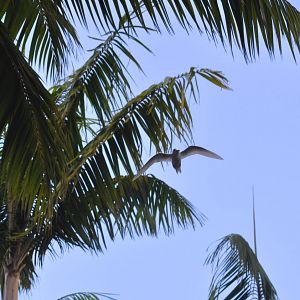 White Tern - Hawaii