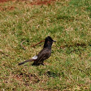 Red-vented Bulbul - Hawaii