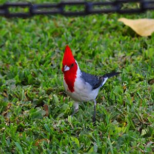Red-crested Cardinal - Hawaii