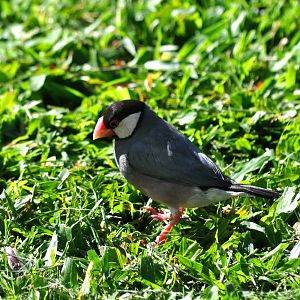 Java Sparrow - Hawaii