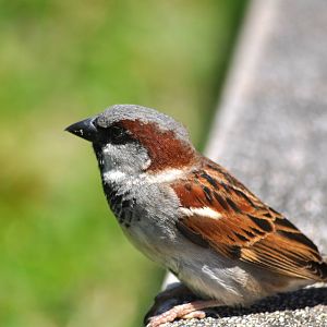 House Sparrow - Hawaii
