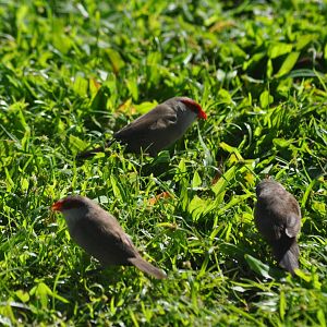 Common Waxbills - Hawaii