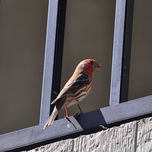 Common House Finch - Hawaii
