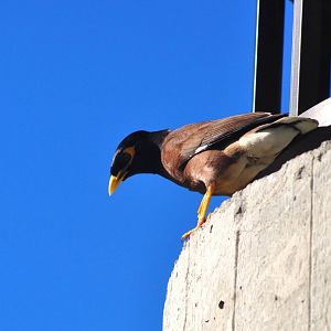Common Hill Mynah - Hawaii