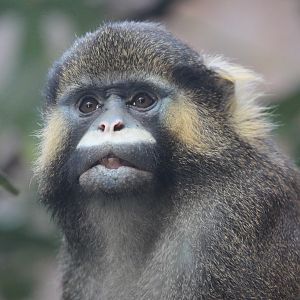 Red-tailed Moustached Monkey (Cercopithecus cephus cephus), October 2014