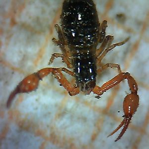 Pseudoscorpion