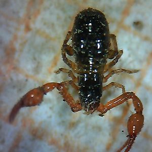 Pseudoscorpion
