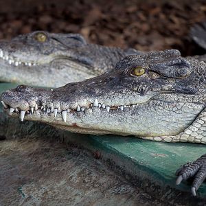 Saltwater crocodile : Crocodiles of the World : 14 Nov 2014