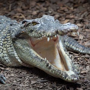 Saltwater crocodile : Crocodiles of the World : 14 Nov 2014