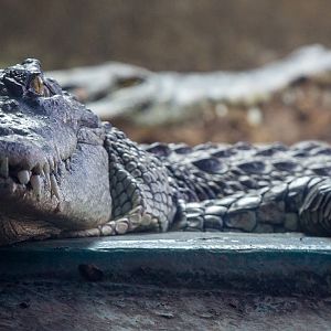 Saltwater crocodile : Crocodiles of the World : 14 Nov 2014