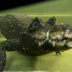 West African dwarf crocodile : Crocodiles of the World : 14 Nov 2014