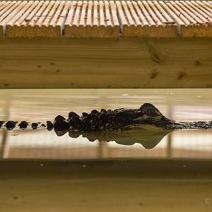 American alligator : Crocodiles of the World : 14 Nov 2014