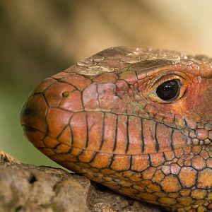 Northern Caiman lizard : Crocodiles of the World : 14 Nov 2014