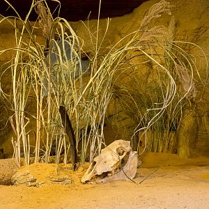 Fennec fox (exhibit) : Colchester : 18 Oct 2014