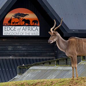 Greater kudu : Colchester : 18 Oct 2014