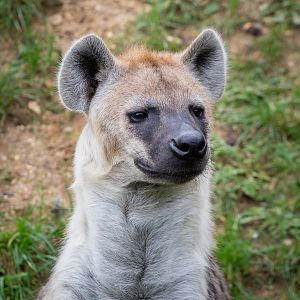 Spotted hyena : Colchester : 18 Oct 2014
