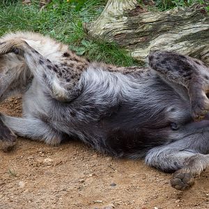 Spotted hyena : Colchester : 18 Oct 2014