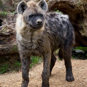 Spotted hyena : Colchester : 18 Oct 2014