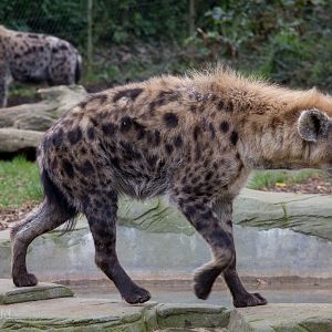 Spotted hyena : Colchester : 18 Oct 2014