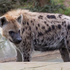 Spotted hyena : Colchester : 18 Oct 2014