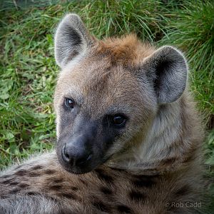 Spotted hyena : Colchester : 18 Oct 2014