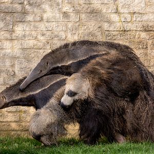 Giant anteater : Cotswold WP : 25 Oct 2014