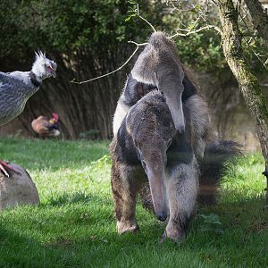 Giant anteater : Cotswold WP : 25 Oct 2014