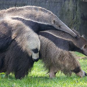 Giant anteater : Cotswold WP : 25 Oct 2014