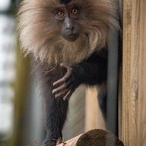 Lion-tailed macaque : Howletts : 14 Oct 2014