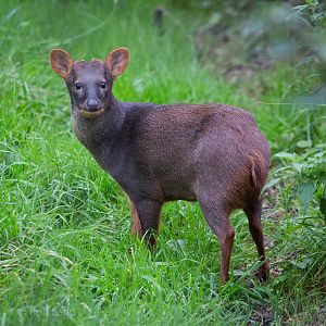 Southern pudu : Howletts : 14 Oct 2014