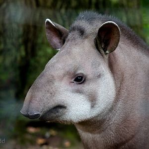 Brazilian tapir : Howletts : 14 Oct 2014