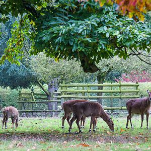 Nilgai : Howletts : 14 Oct 2014