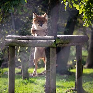 Dhole : Howletts : 16 Oct 2014