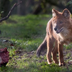 Dhole : Howletts : 16 Oct 2014
