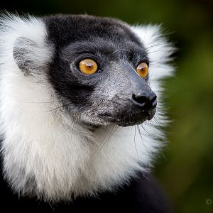Black-and-white ruffed lemur : Howletts : 16 Oct 2014