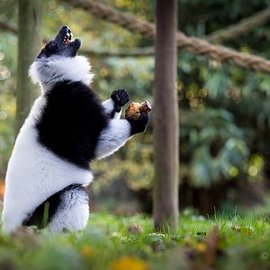 Black-and-white ruffed lemur : Howletts : 16 Oct 2014