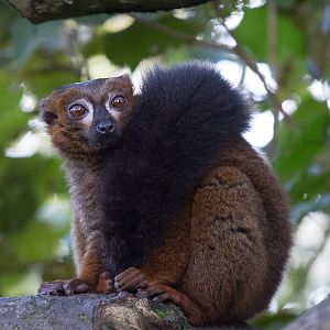 Red-bellied lemur : Howletts : 16 Oct 2014